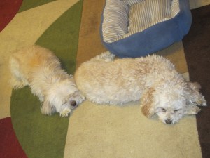 "Shh. We're sleeping."