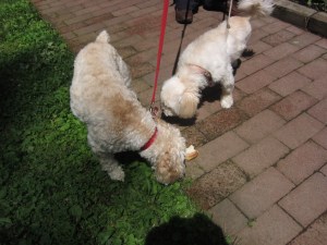 A conference is required to sniff this bread.