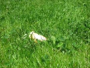 The bread in the grass.