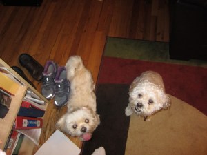 "We want treats! We want treats!"