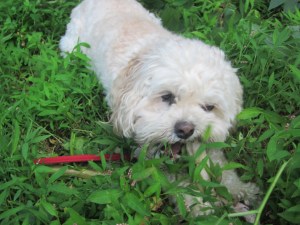 "Don't interrupt me while I'm weeding, Mommy."