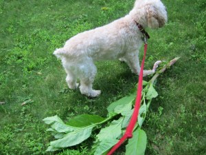 Criket, guarding her treasure.