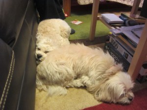 Cricket can make anyone into a pillow.