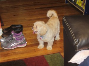 Butterfly's curly tail