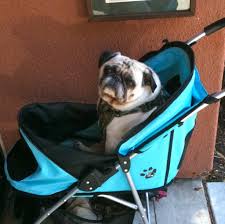 Cricket would love this! (not my picture)