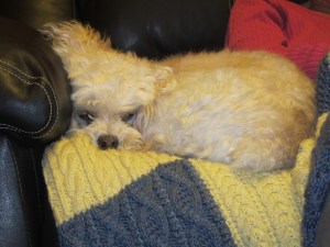 Sleeping on the people couch.