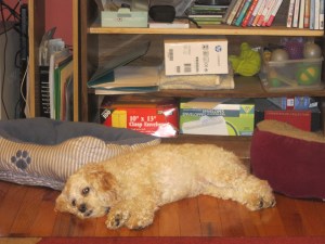 and in front of the dog bed...