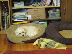 Wait, the red bed goes to Cricket too?