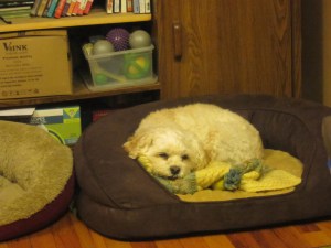 Cricket's new bed, no butterflies allowed.