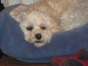 Grumpy Cricket in her blue bed.