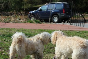 "Cricket, are you sure it's safe out there?"