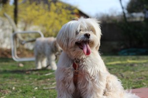 "Mommy, I think my tongue is falling out of my mouth."