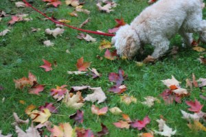 "Must. Sniff. Everything."