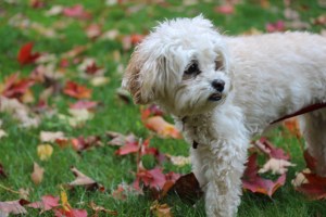 "Wait, the walk is over?"