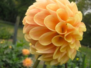 An imperfect Dahlia, on the chopping block.