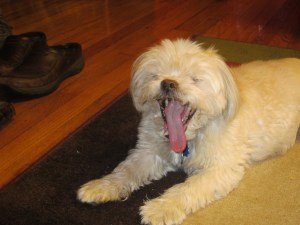 Butterfly is very sleepy.