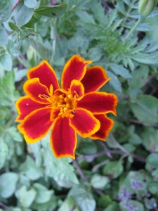 Snapping the head off of this one would be bad, right?