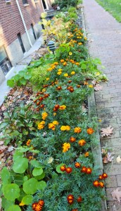 The Marigolds, before the frost.