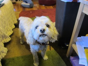 Cricket is listening, but she doesn't like what she's hearing.