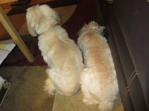 And lets Cricket know too.