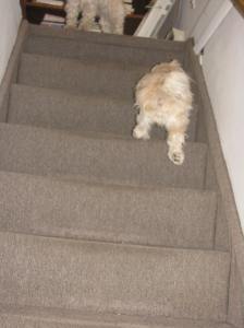 Cricket? Are you upstairs?"