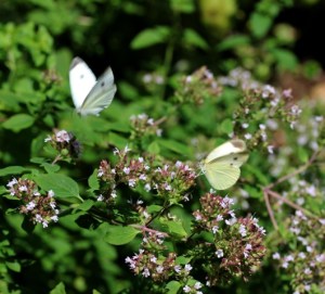 White butterflies.