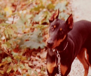 Delilah the Doberman