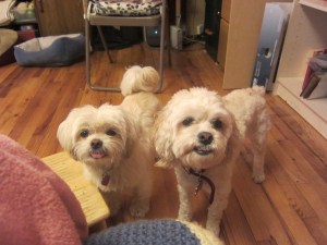 I had to settle for two mini-poopers!