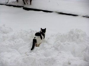 Hershey, placing the treasure.