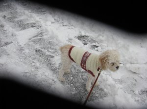 Cricket, dressed up for the snow party.
