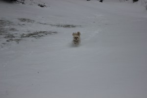 Butterfly is flying!