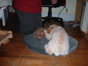 Cricket and her platypus.