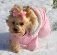 I found this picture of a dog in a snowsuit on line, because if I tried to do this to Cricket, I would be in the hospital.