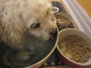 Cricket, licking the bowl.