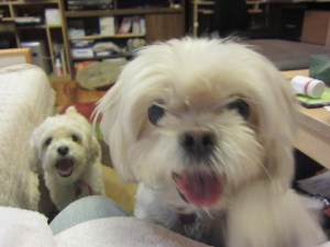 My current congregation.