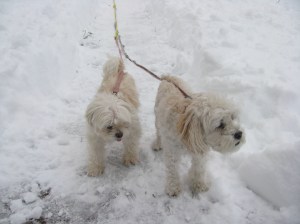 "This outdoor ice is too bumpy, Mommy."
