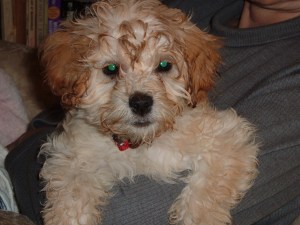 Cricket, after icing removal.