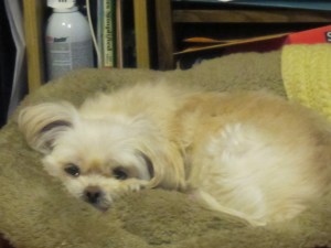 Butterfly's big ears.