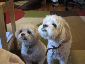 Cricket and Butterfly, ready for their treats.