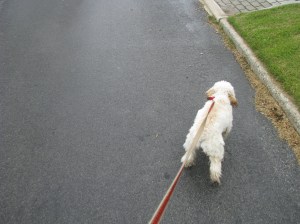 Cricket, leading the way, dragging me with her.