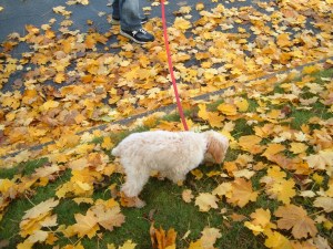 Detective Cricket is on the job!