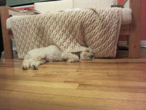 But Cricket might need some Pepto Bismal.