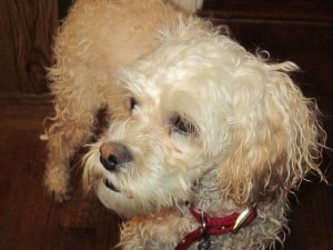 Cricket's suspicious face.