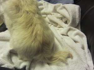 Butterfly's tail is ready.