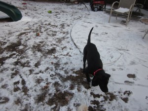 Lilah the Black Lab, and my niece, is an expert sniffer! 