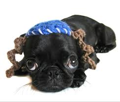 Google image of a Rabbinical dog. What do you think?