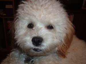 Cricket thinks fluffy hair would help me block out the bases behind me.