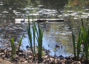 Can you see the turtle out there on the log?