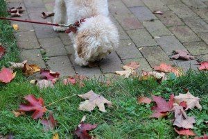 Cricket's traditional news-gathering pose.