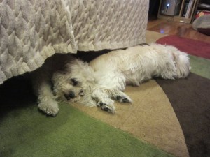 A cozy couch, and a soft tushy to lean on, that's what Cricket needs.